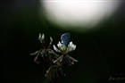 dailyPhoto4